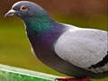 游戏Pigeon Jigsaw Puzzle