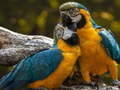 游戏Parrot Jigsaw