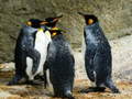 游戏King Penguin Jigsaw
