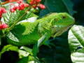 游戏Wild Iguana