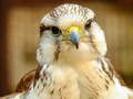游戏Gyrfalcon Jigsaw