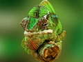游戏Chameleon Jigsaw