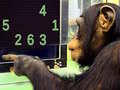 游戏Memory Chimp