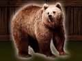 游戏Save The Grizzly Bear