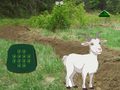 游戏Goat Find The Child