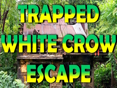 游戏Trapped White Crow Escape
