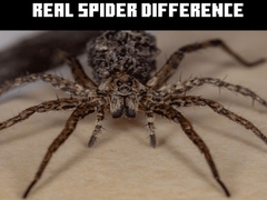 游戏Real Spider Difference